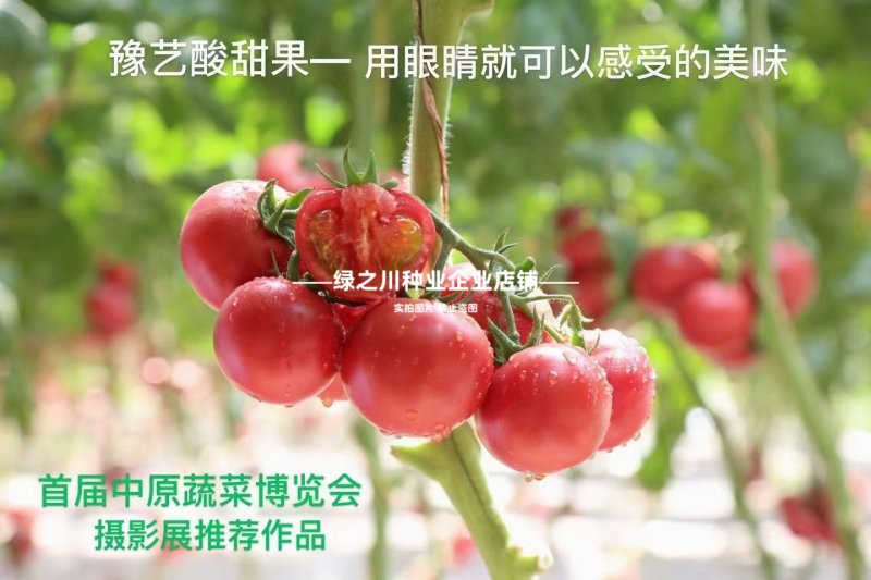 豫艺酸甜果番茄种子水果种子好吃草莓柿子种子酸酸甜甜西红柿