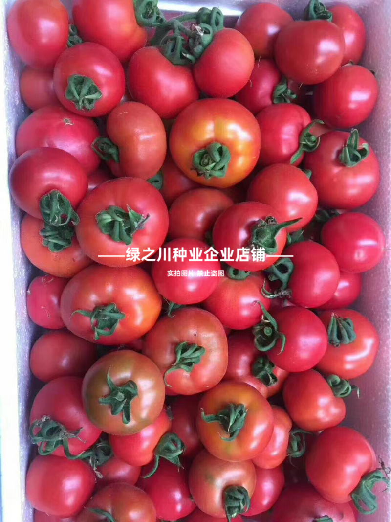 豫艺酸甜果番茄种子水果种子好吃草莓柿子种子酸酸甜甜西红柿