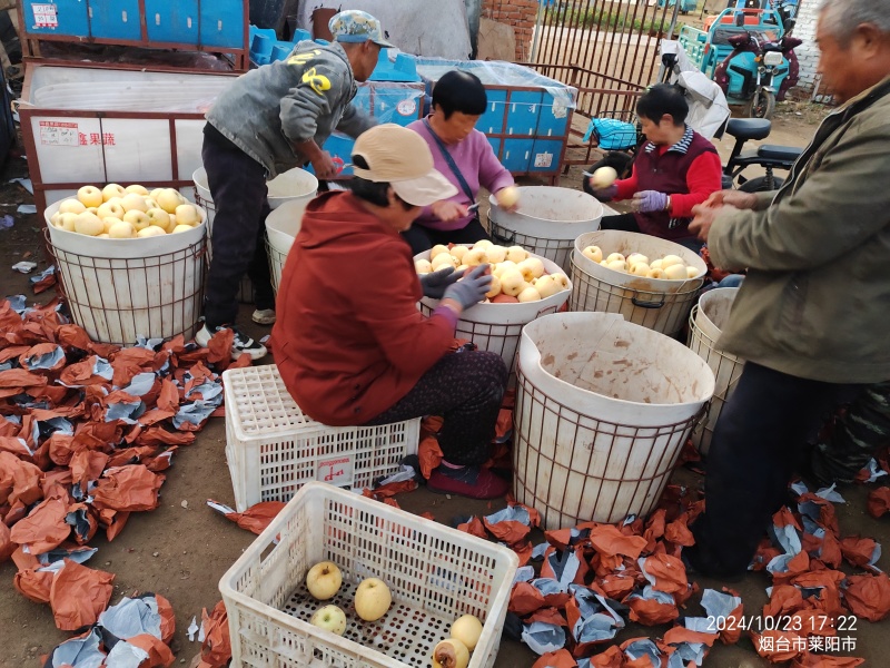 烟台奶油富士苹果大量供应。