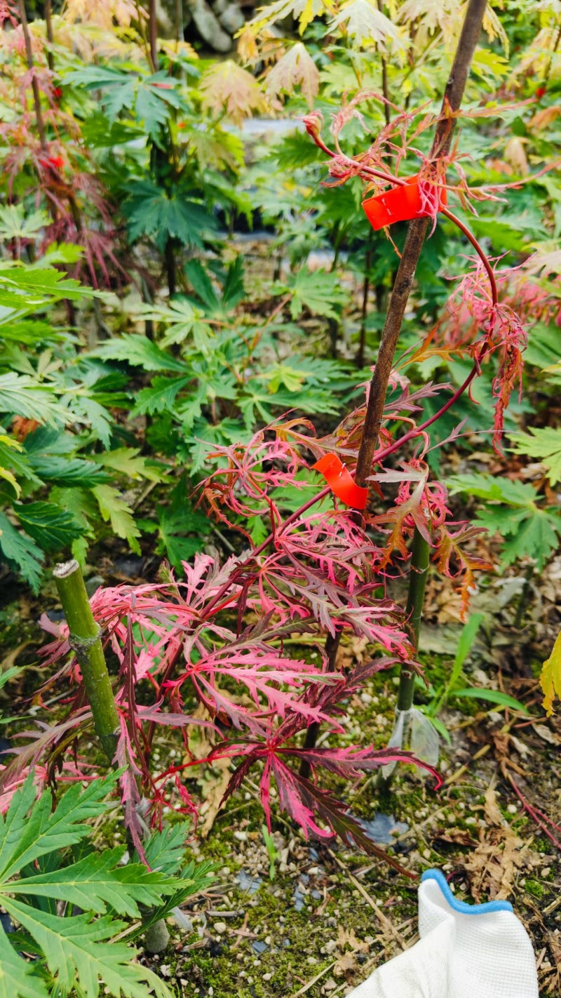 枫树苗