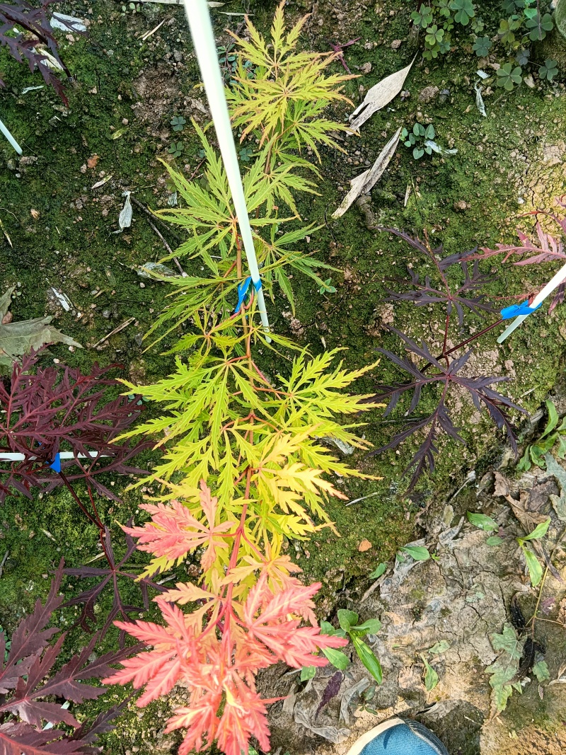 枫树苗