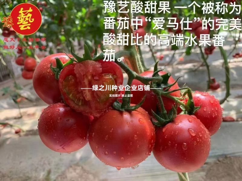 草莓西红柿种子河南豫艺酸甜果番茄种子草莓番茄种籽高糖番茄