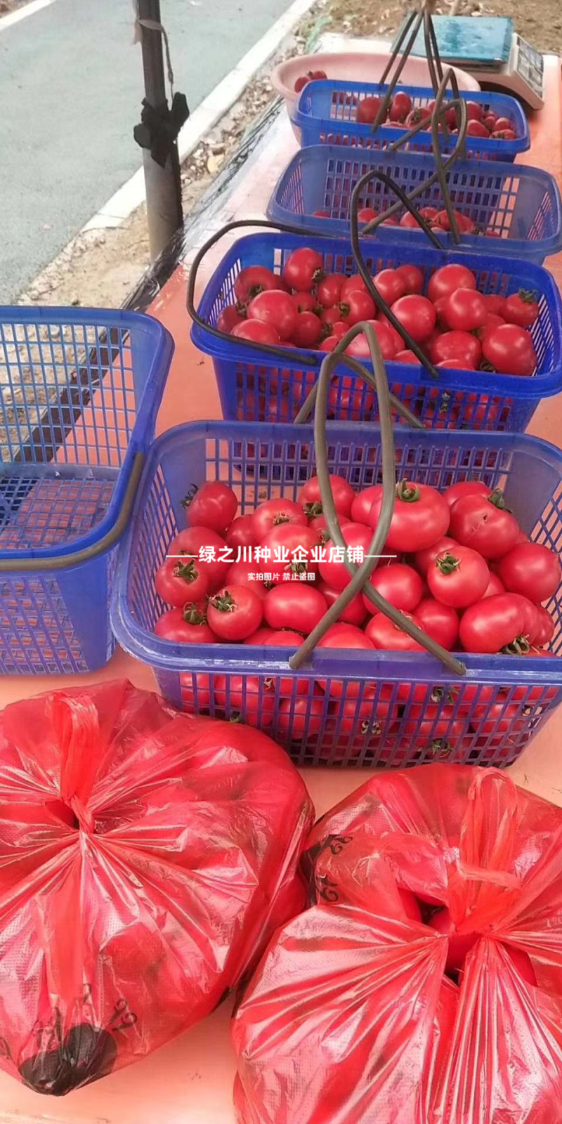 草莓西红柿种子河南豫艺酸甜果番茄种子草莓番茄种籽高糖番茄
