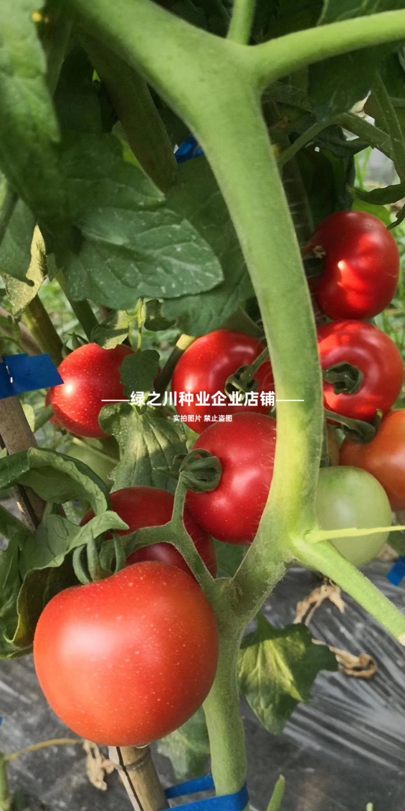 草莓西红柿种子河南豫艺酸甜果番茄种子草莓番茄种籽高糖番茄
