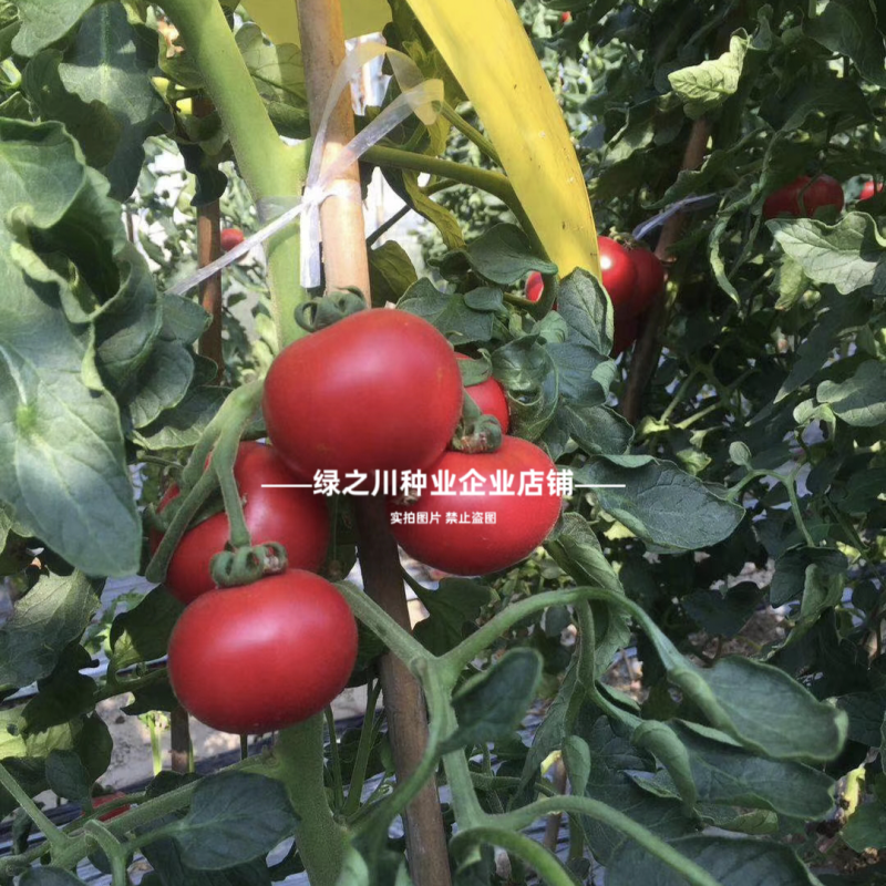 草莓西红柿种子河南豫艺酸甜果番茄种子草莓番茄种籽高糖番茄