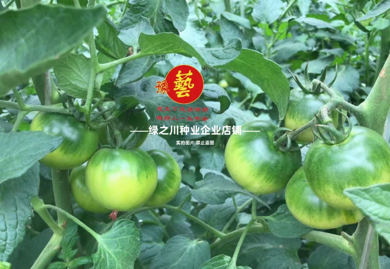 草莓西红柿种子河南豫艺酸甜果番茄种子草莓番茄种籽高糖番茄