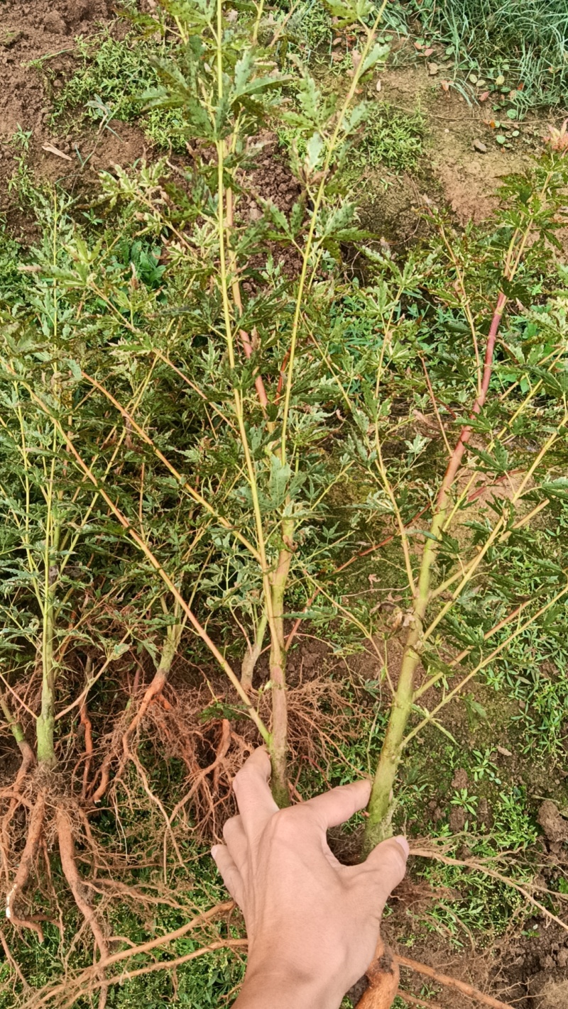 枫树苗