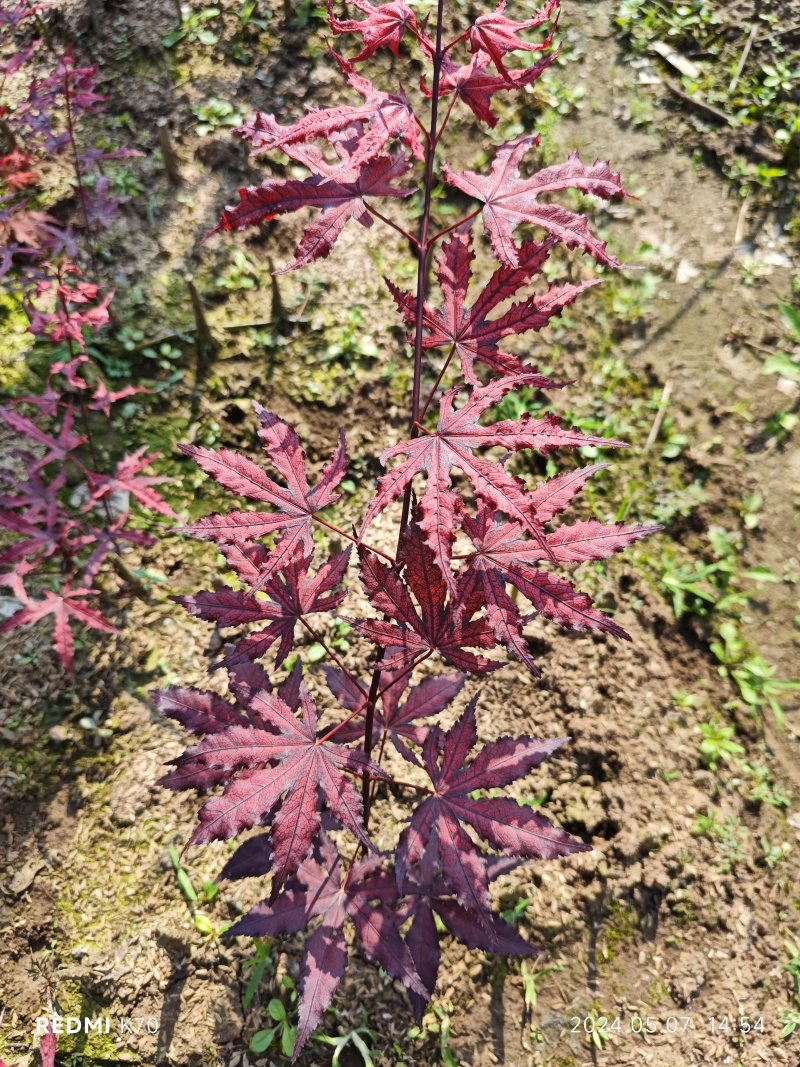 枫树苗
