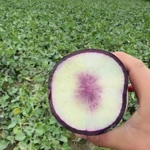 冰淇淋萝卜水果萝卜紫皮萝卜红心萝卜可视频看货欢迎电