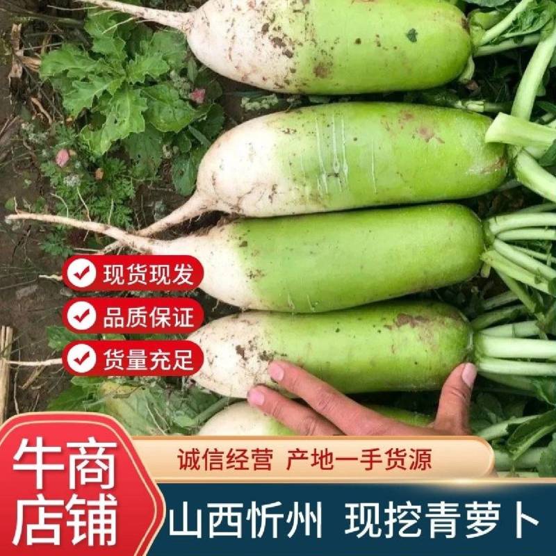 山西忻州基地精品青萝卜大量上市色泽亮绿，个头均匀