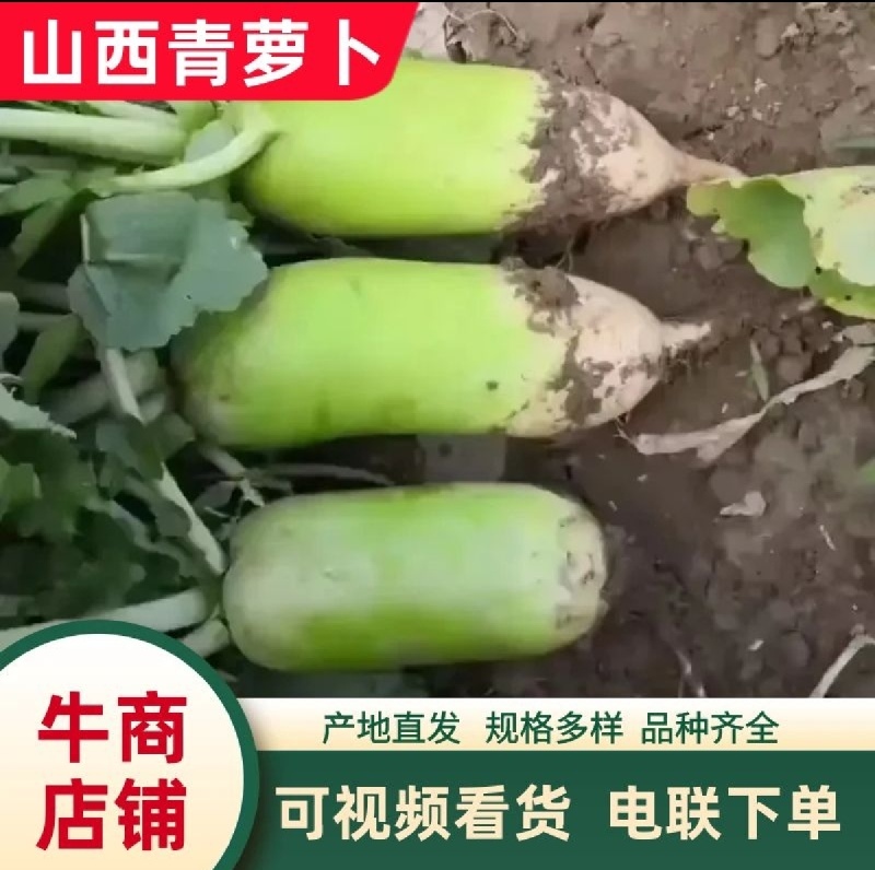 山西忻州基地精品青萝卜大量上市色泽亮绿，个头均匀