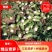 山西忻州基地精品青萝卜大量上市色泽亮绿，个头均匀