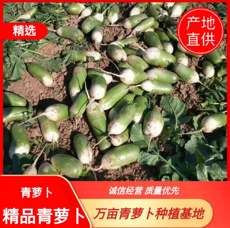 山西忻州基地精品青萝卜大量上市色泽亮绿，个头均匀
