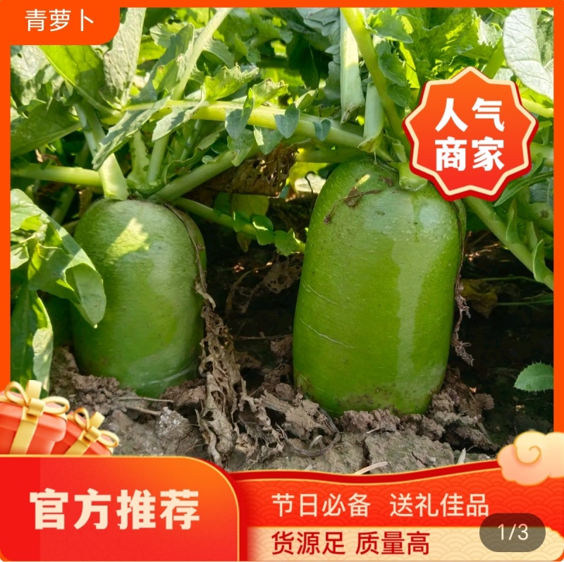 山西忻州基地精品青萝卜大量上市色泽亮绿，个头均匀