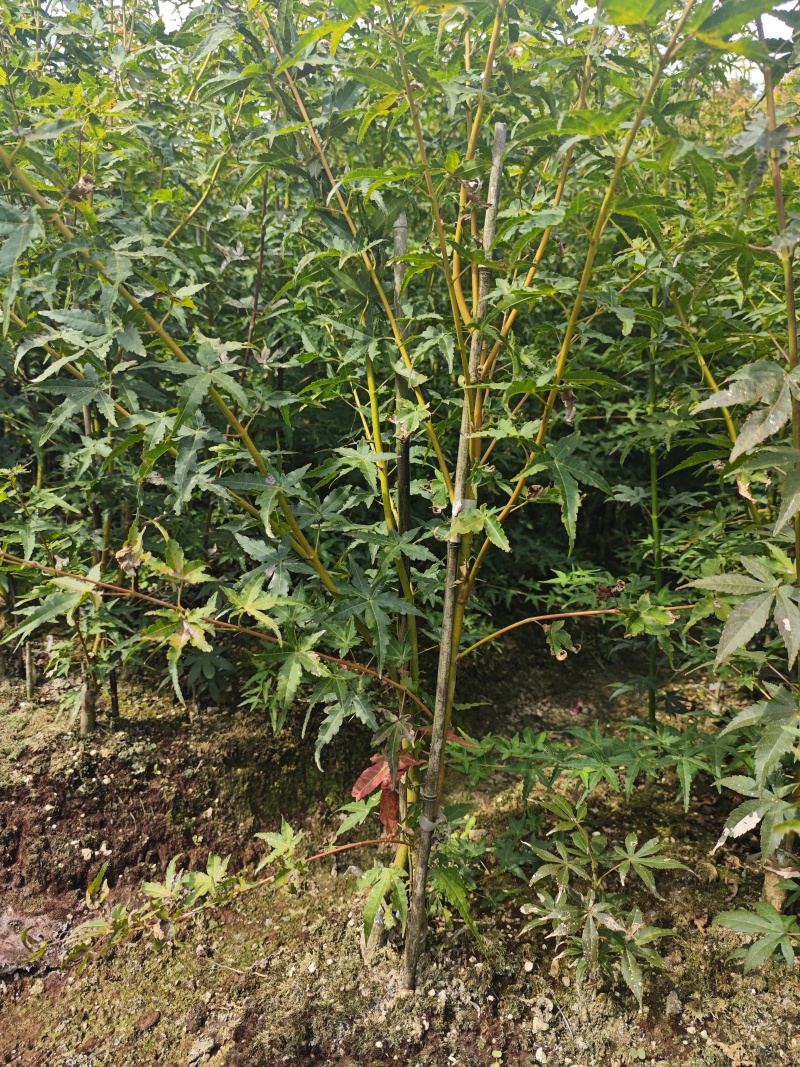 枫树苗