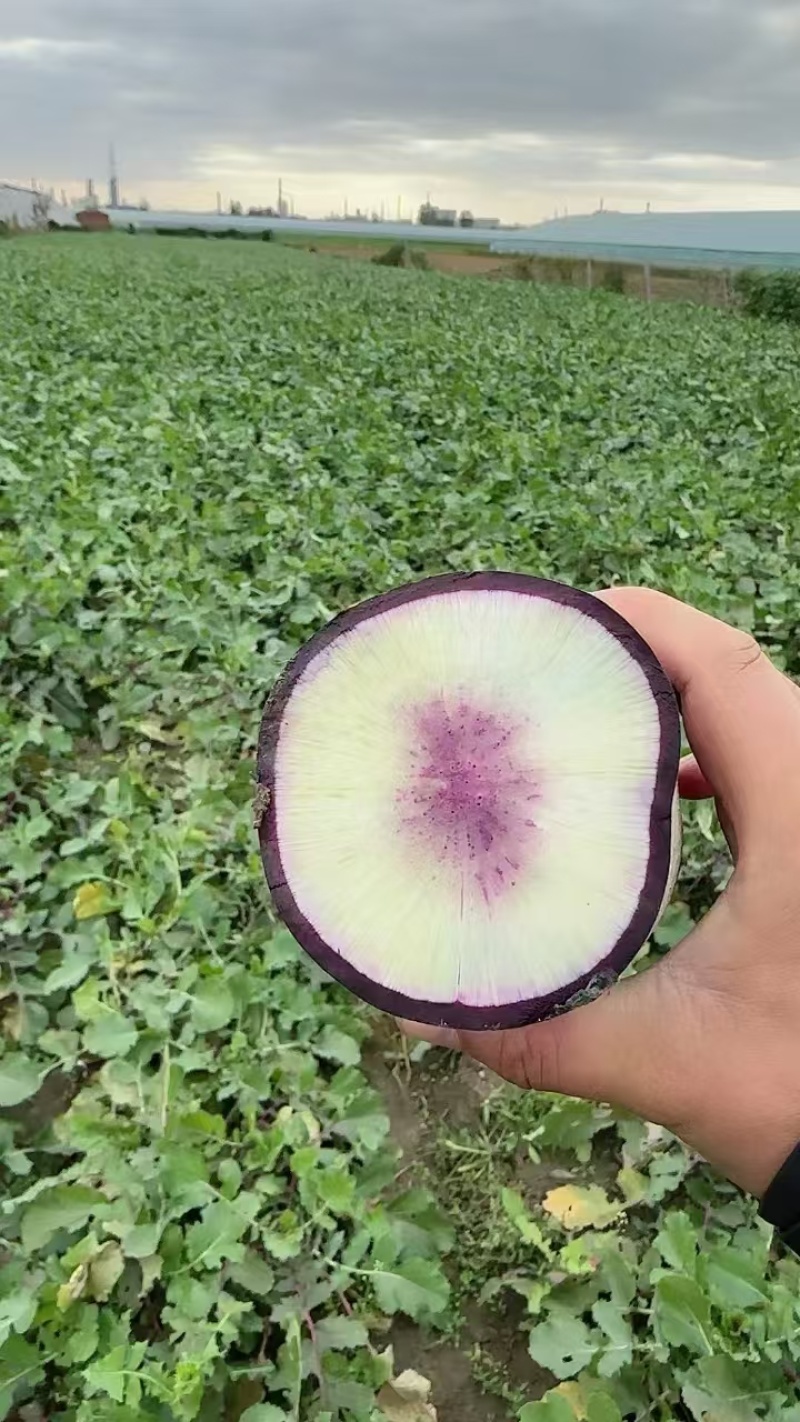 冰淇淋萝卜水果萝卜紫皮萝卜红心萝卜可视频看货欢迎电
