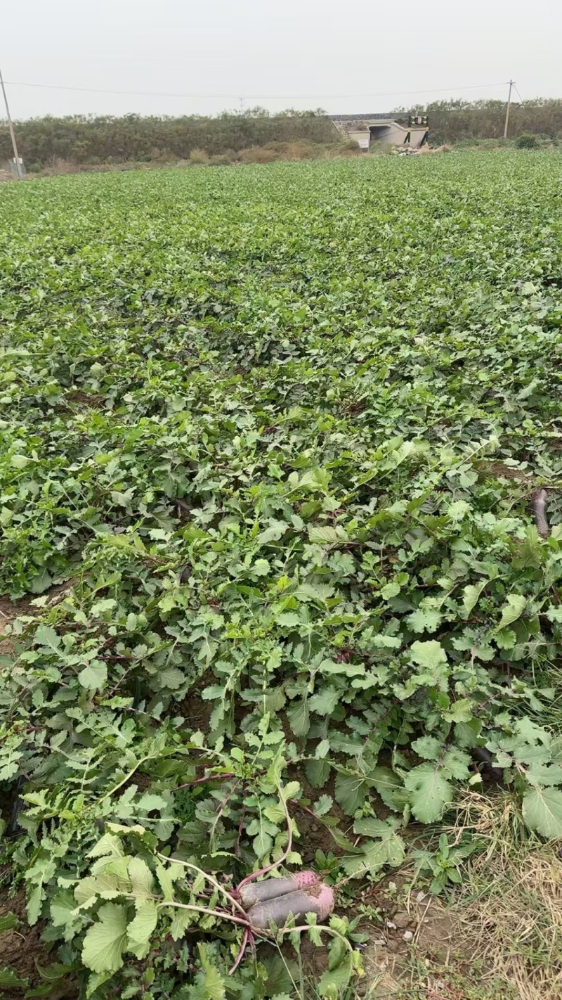 冰淇淋萝卜水果萝卜紫皮萝卜红心萝卜可视频看货欢迎电