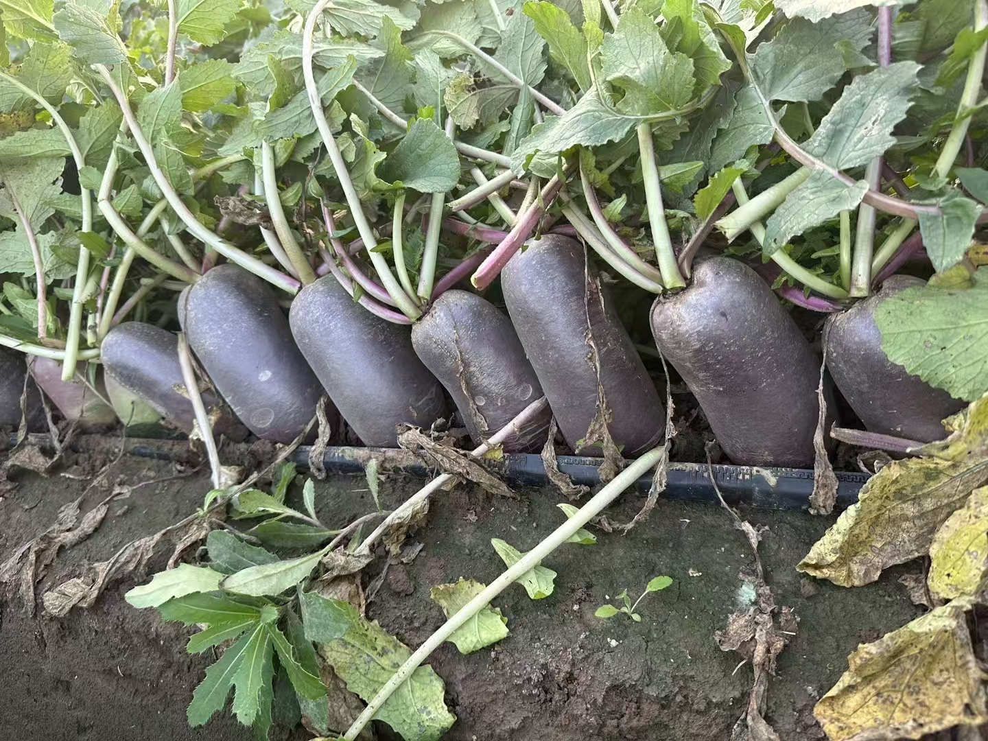 紫霞水果萝卜整体外观