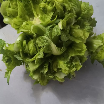儿菜