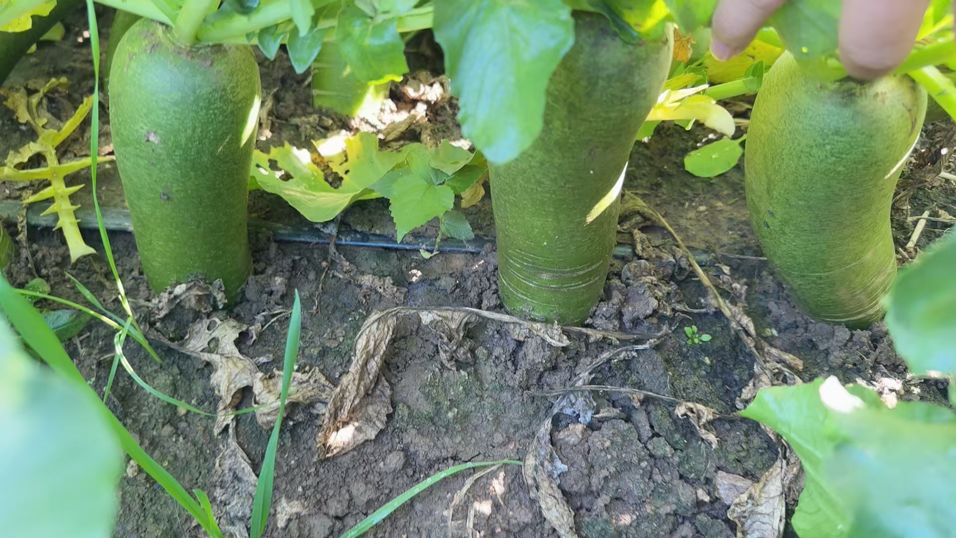 青萝卜田间生长实景图