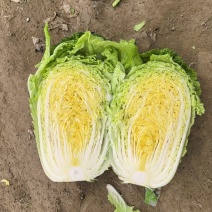 山东肥城，平阴黄心白菜，北京三号白菜，大量供应，商超，