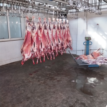 陕北横山山羊肉
