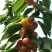 美早大樱桃苗果紫色高80厘米地径3厘米以上自花授粉
