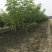 美早大樱桃苗果紫色高80厘米地径3厘米以上自花授粉