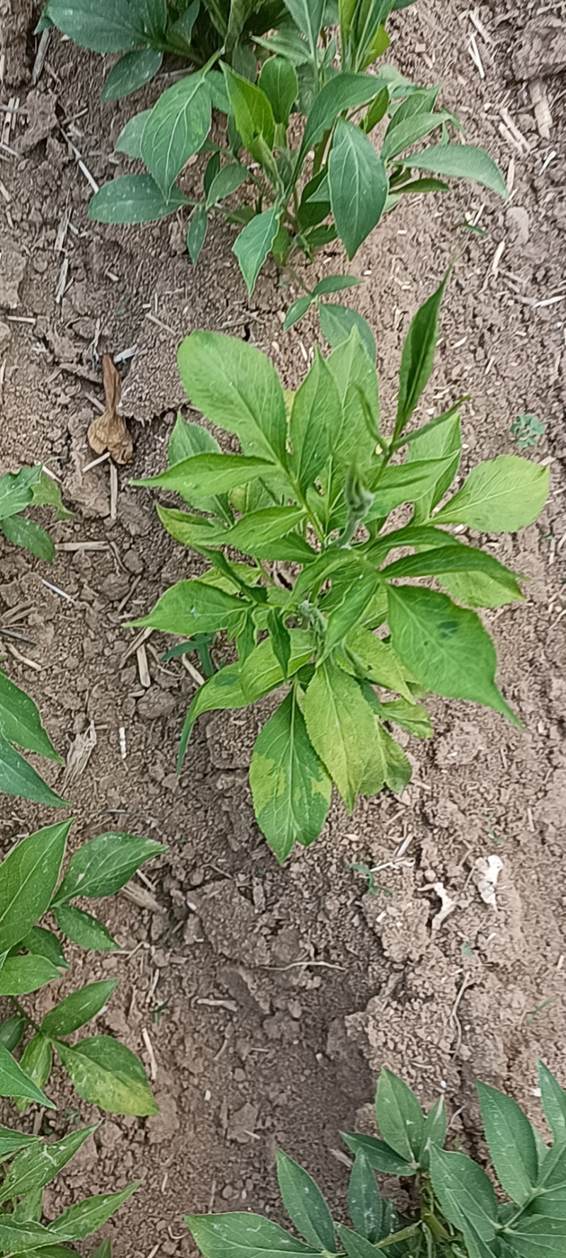 紫苑牙诚信经营自家种植包回收包成活