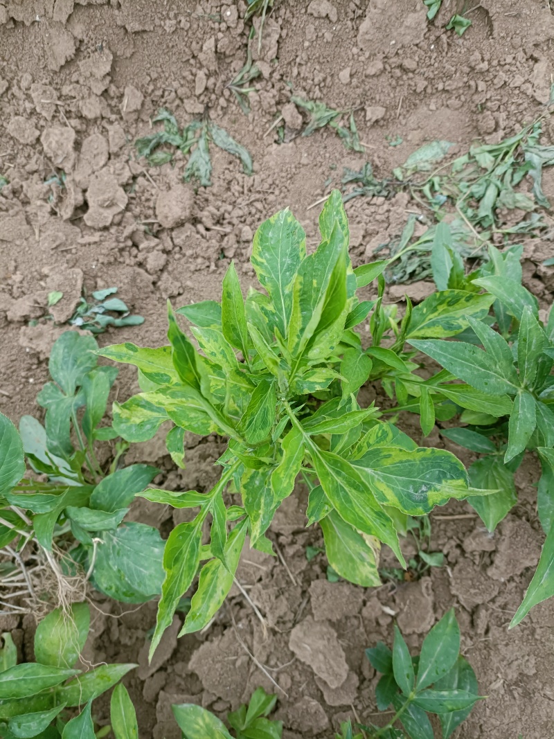 紫苑牙诚信经营自家种植包回收包成活
