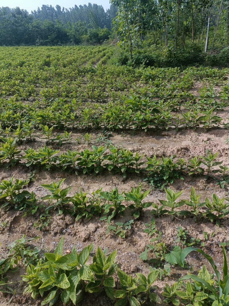 紫苑牙诚信经营自家种植包回收包成活