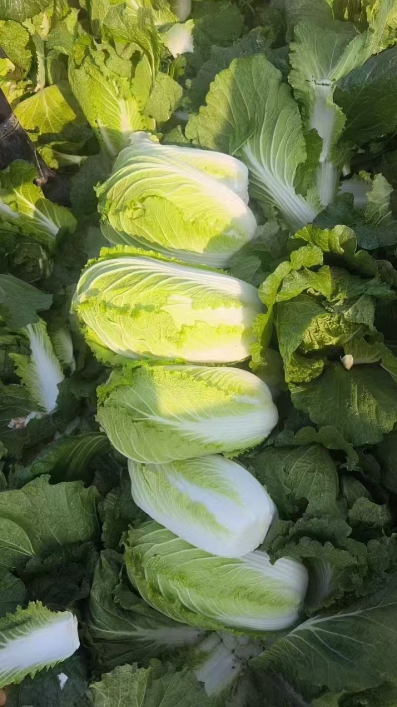 山东肥城，平阴黄心白菜，北京三号白菜，大量供应，商超，