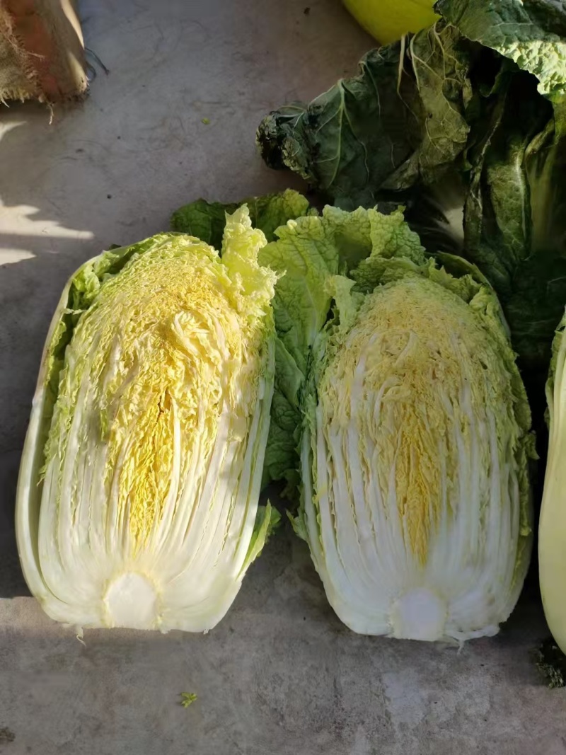 山东肥城，平阴黄心白菜，北京三号白菜，大量供应，商超，