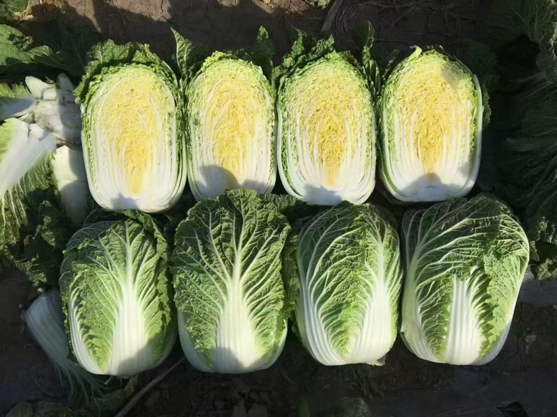 山东肥城，平阴黄心白菜，北京三号白菜，大量供应，商超，