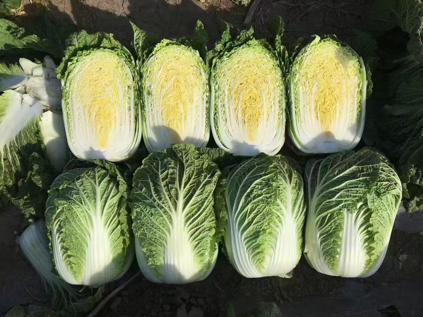 展示新鲜的黄心白菜,整体呈淡绿色,中心部分显现出明显的金黄色 黄心白菜实物图