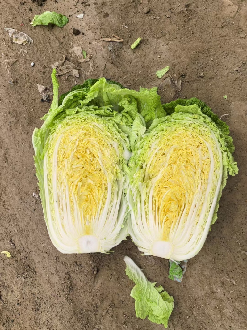 山东肥城，平阴黄心白菜，北京三号白菜，大量供应，商超，