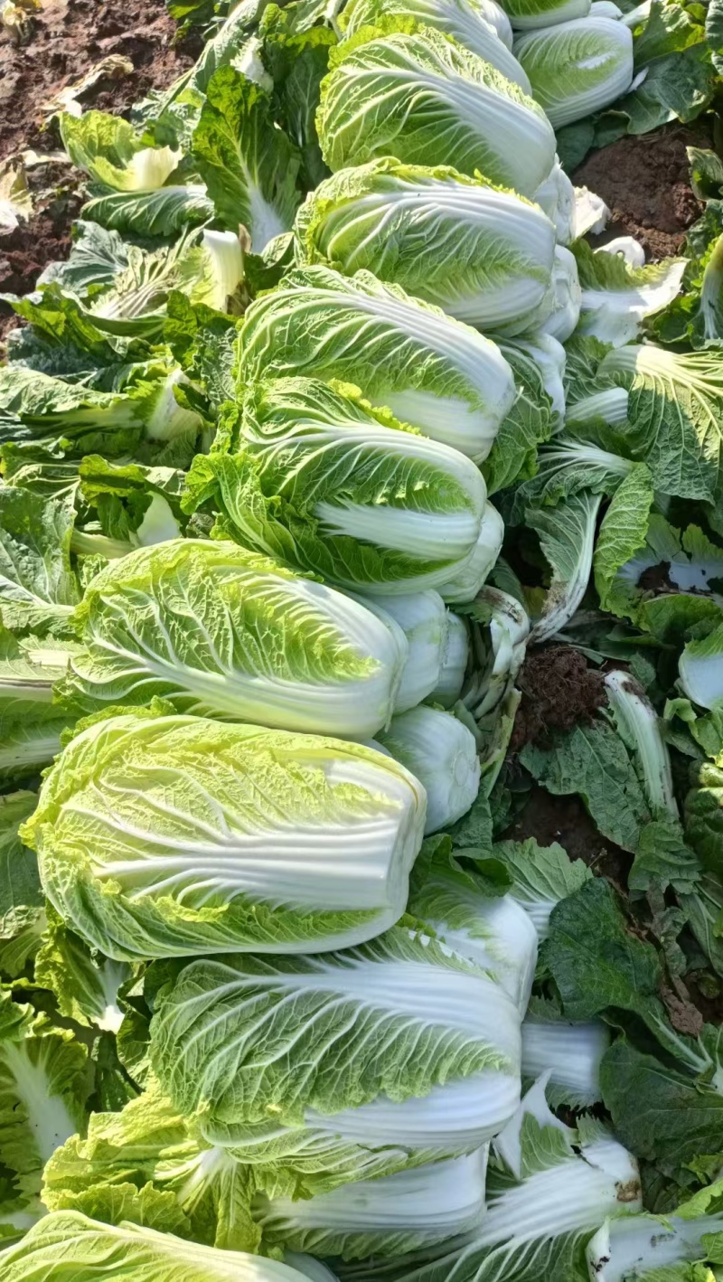 黄心白菜净菜4~6斤