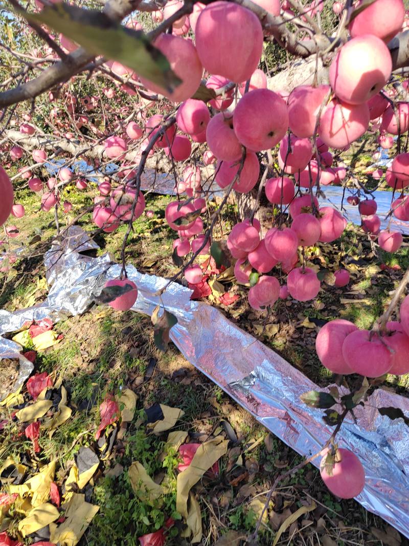 《推荐》绥中大量红富士苹果基地直发保质保量一条龙服务