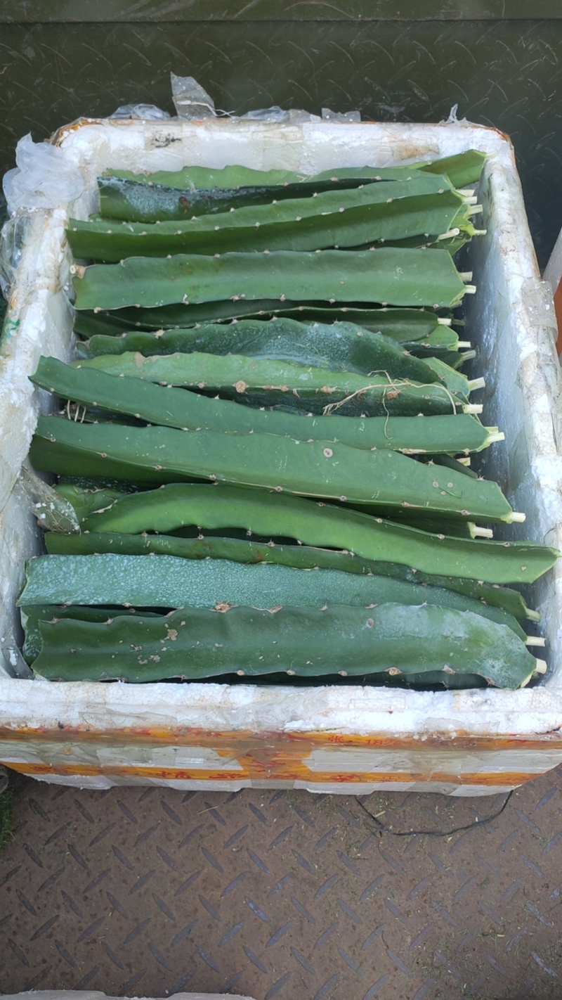 麒麟火龙果，红心火龙果苗广西火龙果苗全国发货对接各级