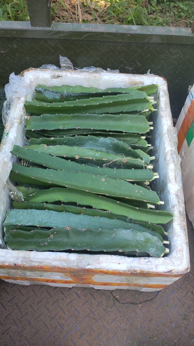 麒麟火龙果，红心火龙果苗广西火龙果苗全国发货对接各级