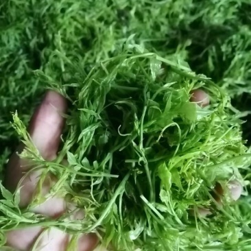 龙须饼干茶280／斤