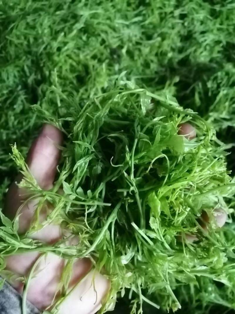 龙须饼干茶280／斤