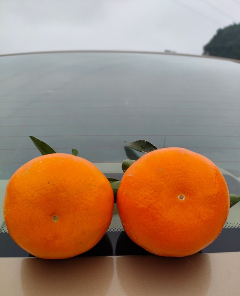 万亩柑橘沃柑一千万斤
