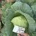 精品高品质种植甘蓝宣甘蓝颜色好看个头均匀