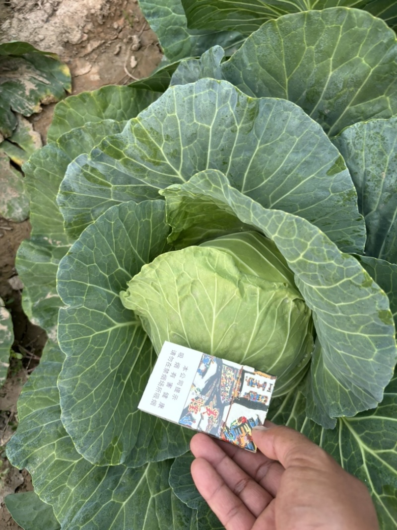 精品高品质种植甘蓝宣甘蓝颜色好看个头均匀
