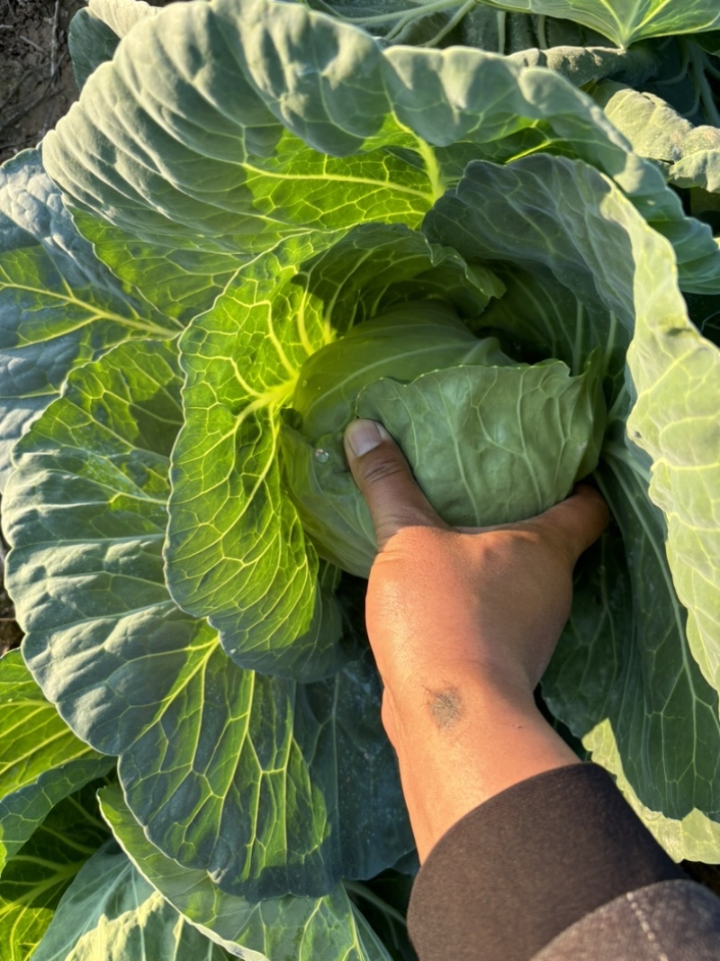 精品高品质种植甘蓝宣甘蓝颜色好看个头均匀
