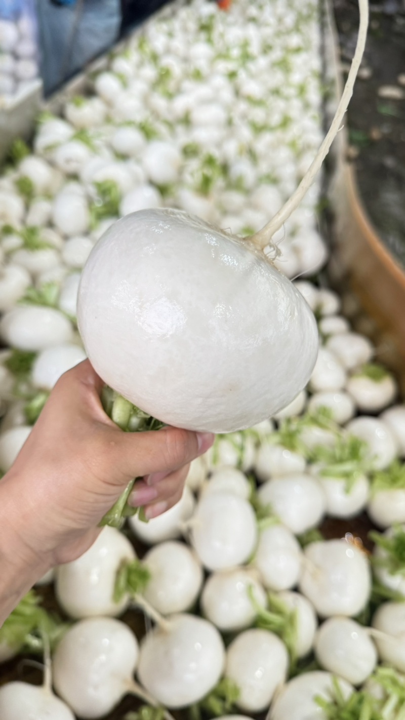 【推荐】湖北圆萝卜供应市场商超电商量大价优