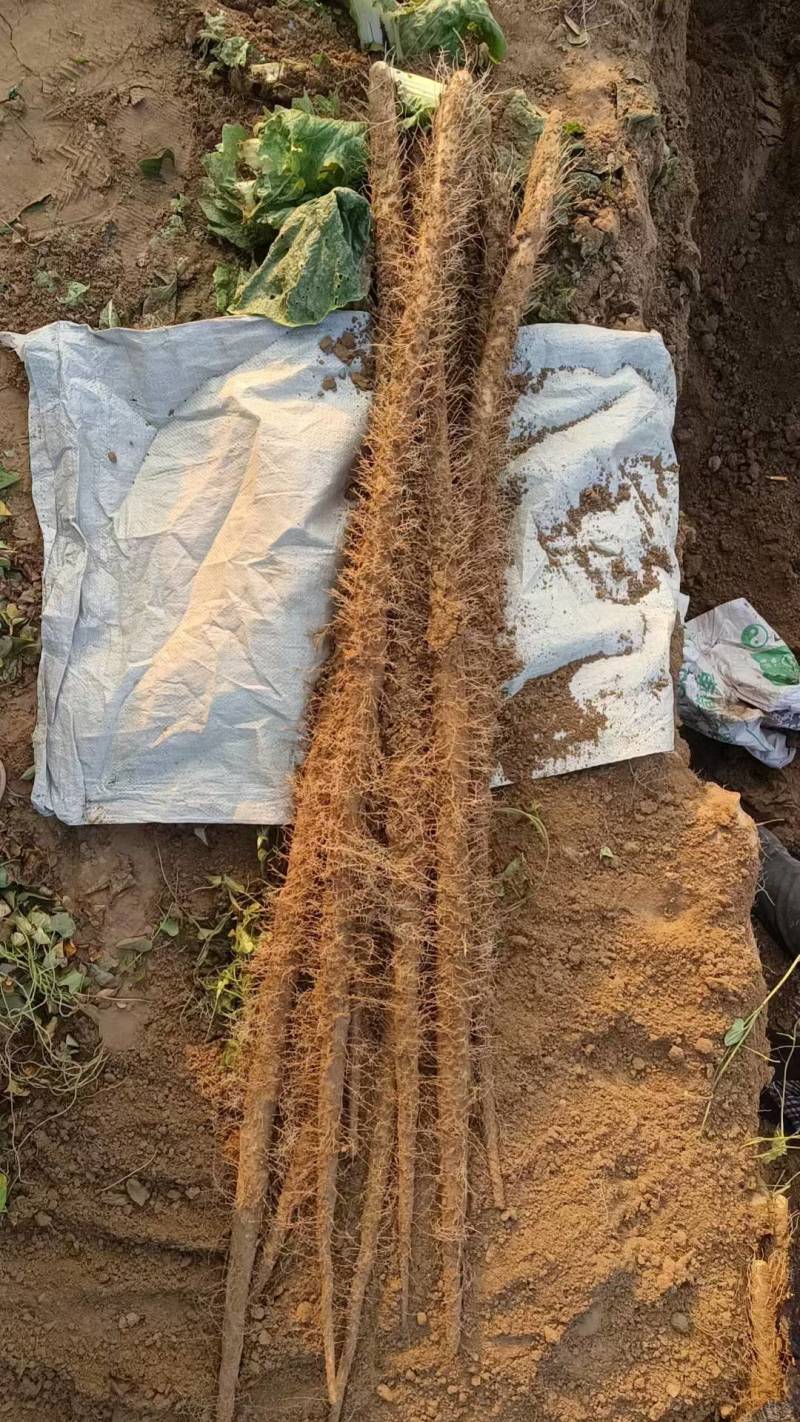 铁棍山药