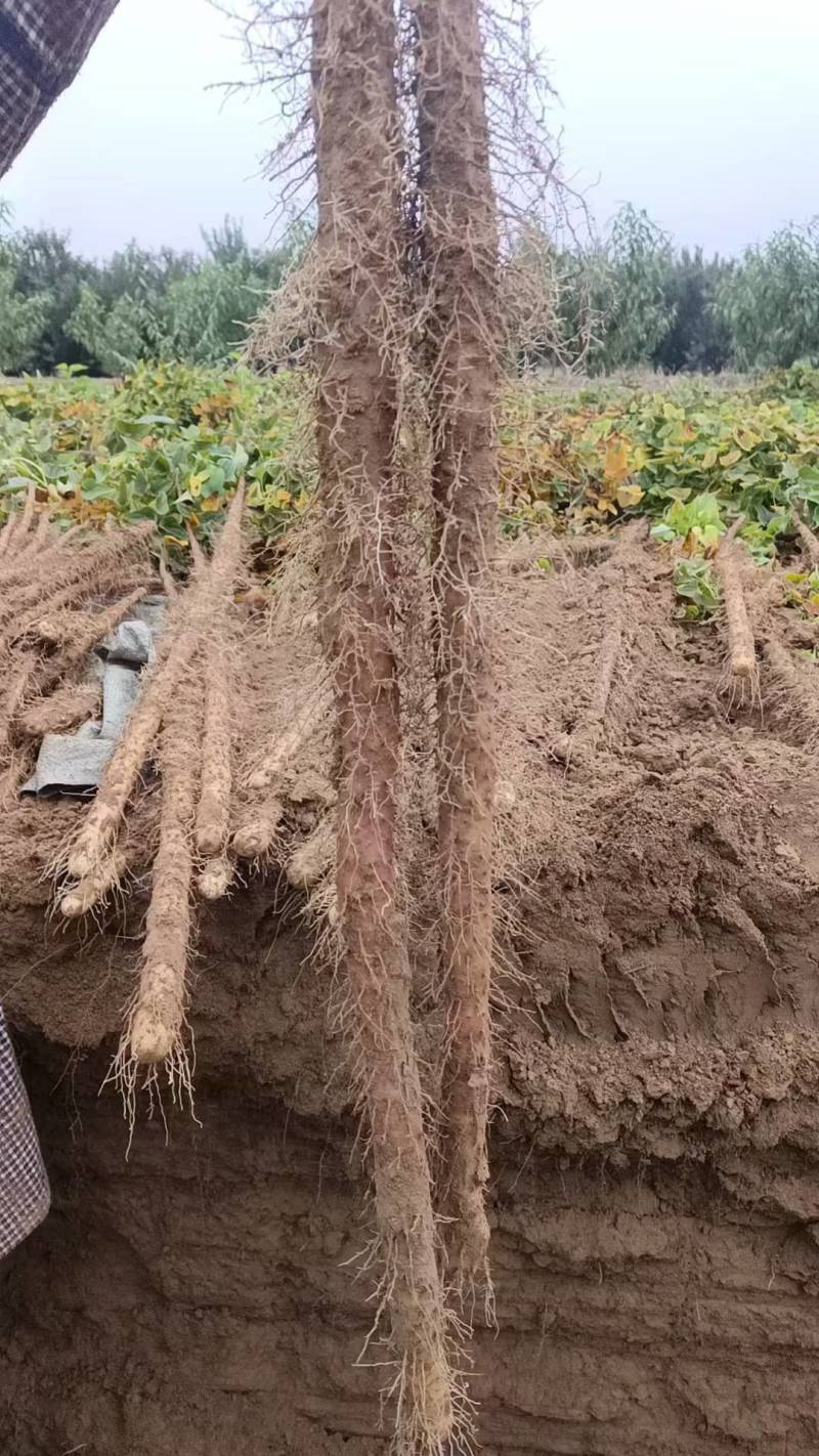 铁棍山药