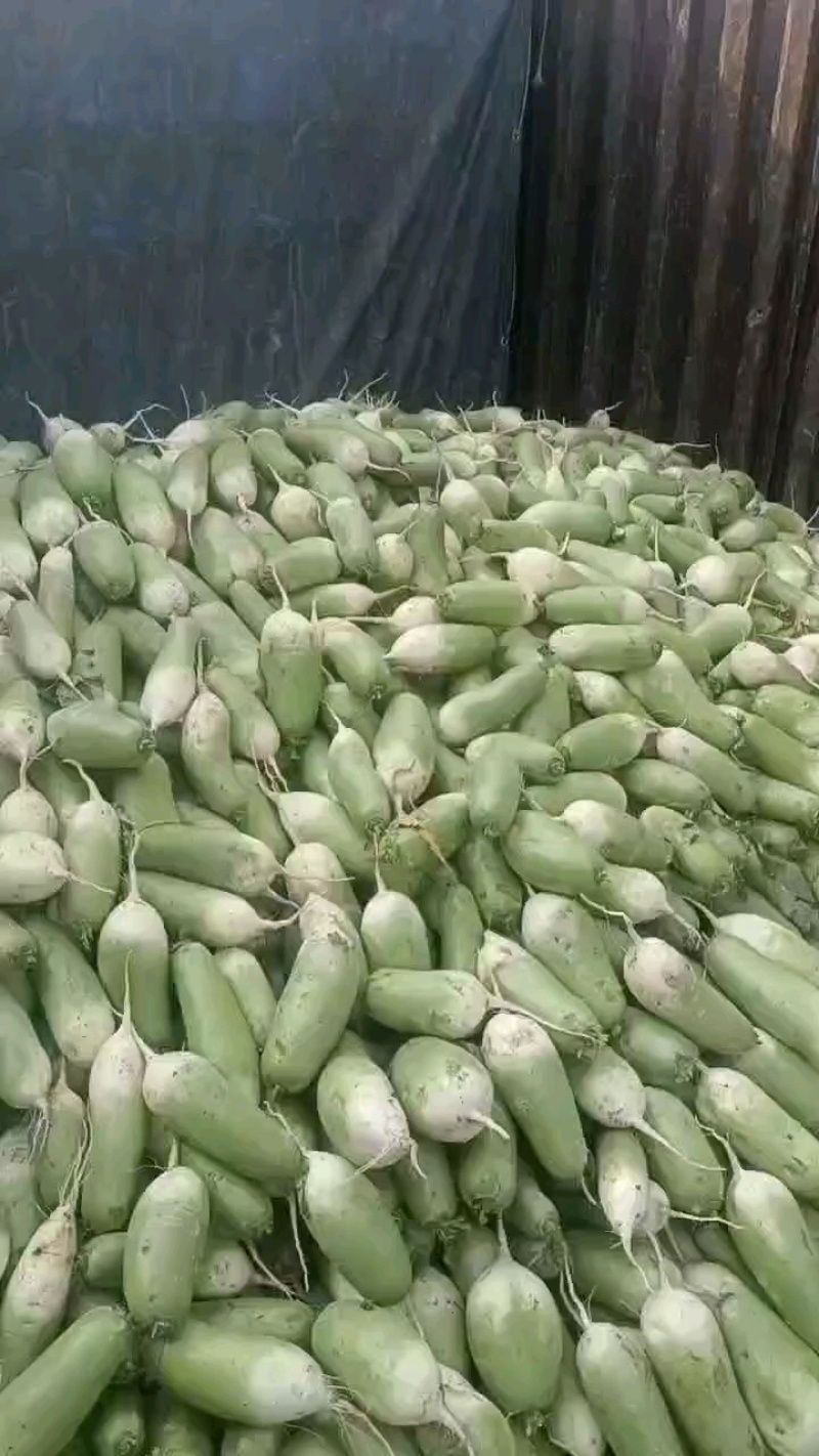 萝卜